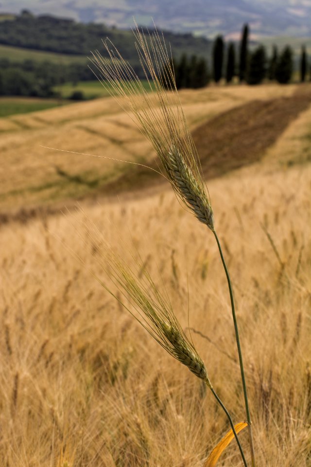 Val d'Orcia