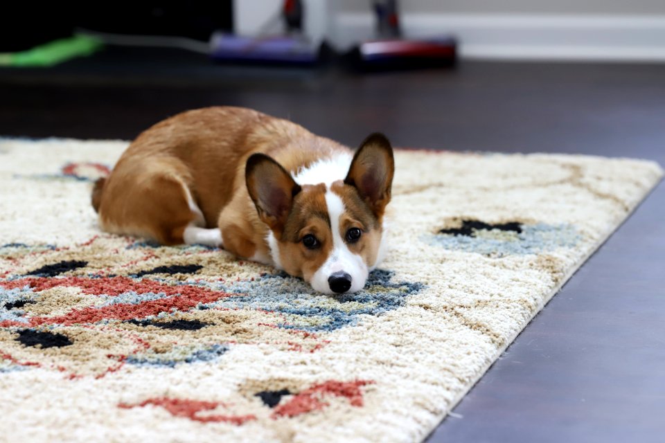 Treat + Training Time
