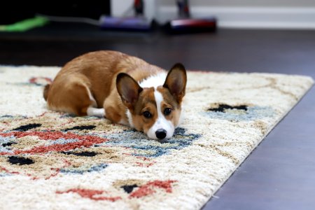 Treat + Training Time