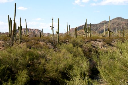 Saguaro cacti. NPS photo.