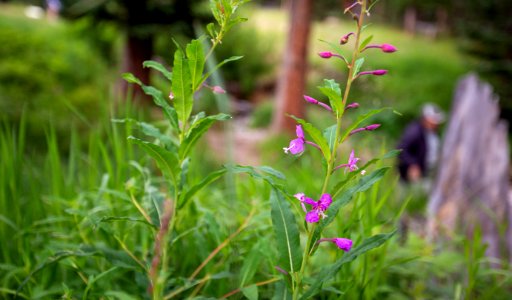 Rocky Mountain Wildflowers photo