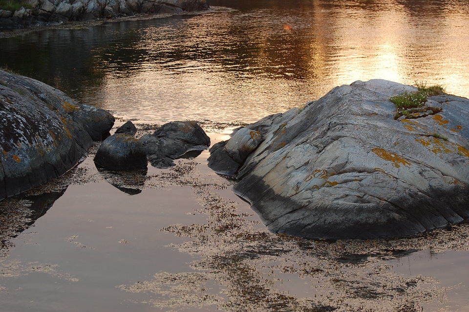 The water's edge marine life the mood