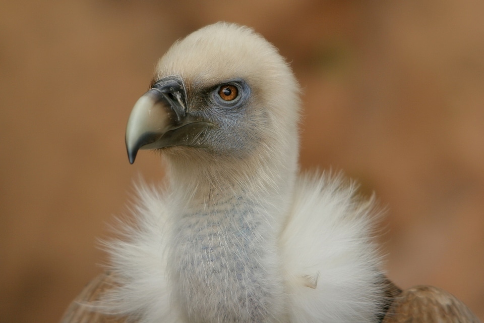 Animal portrait wild animal animal world
