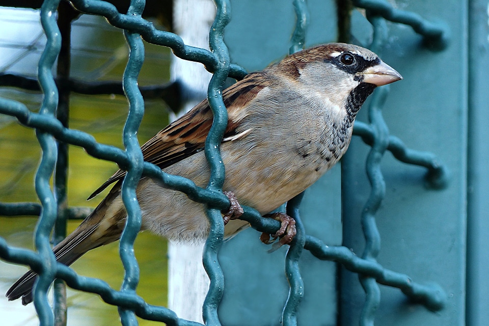 Grid fence freedom