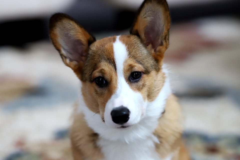 Treat + Training Time