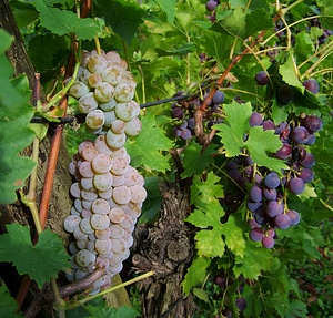 Grape fruit white-blue grapes photo