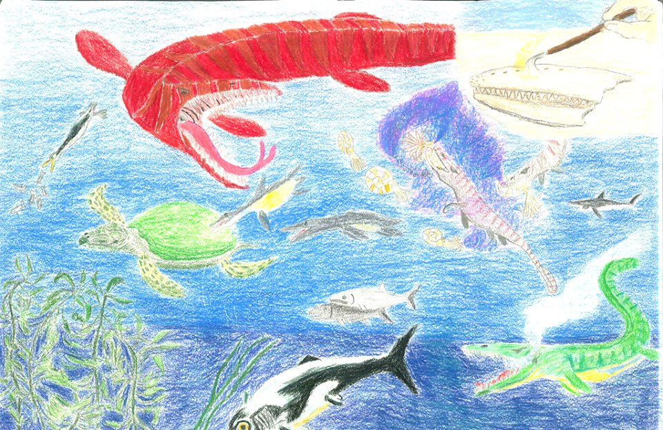 (2014) 9-13 Year Old Category