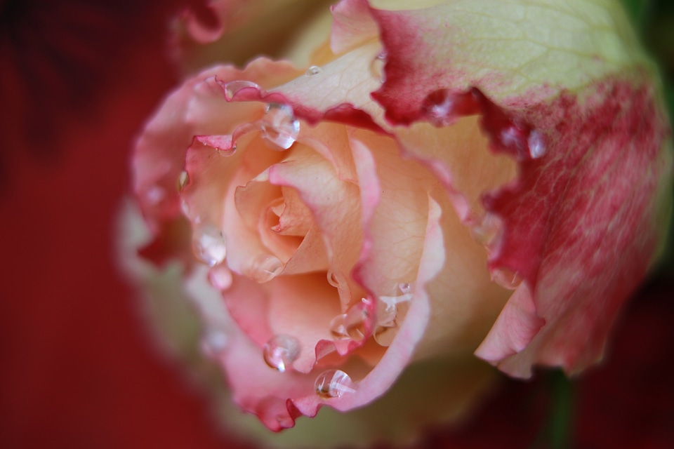 Summer water drops dew