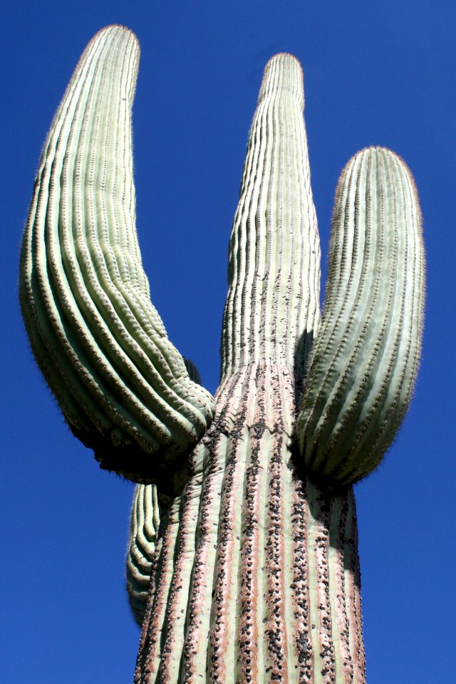 Saguaro cactus. Photo by NPS/Todd M. Edgar.