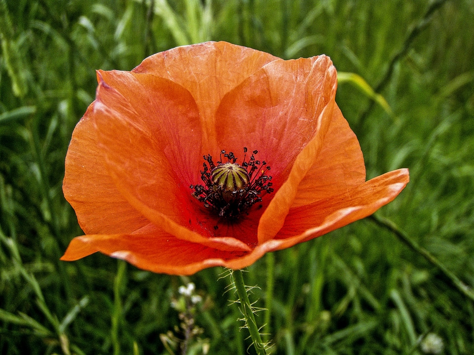 Flower nature summer