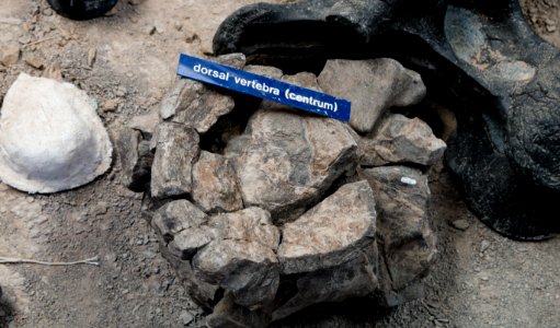 Cleveland-Lloyd Dinosaur Quarry, Utah