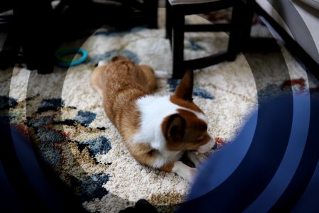 Treat + Training Time