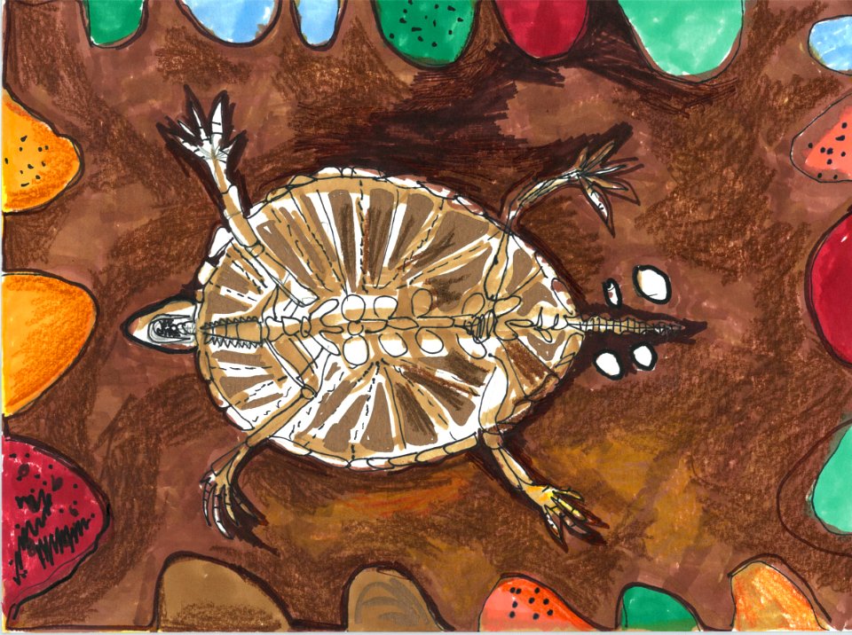 (2013) 5-8 Year Old Category