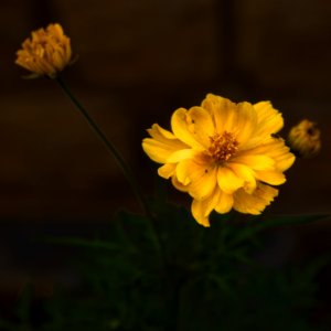 Withering Marigold