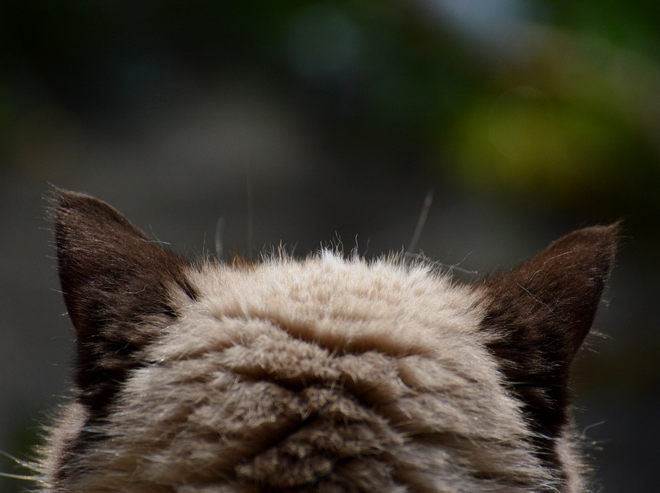Thoroughbred dear fur
