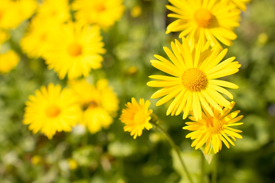 Yellow nature blooming