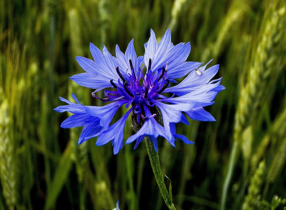 Blue plant summer photo