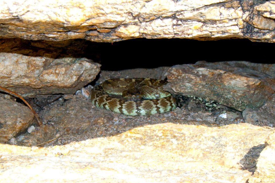Rattlesnake. Photo by NPS/Todd M. Edgar.