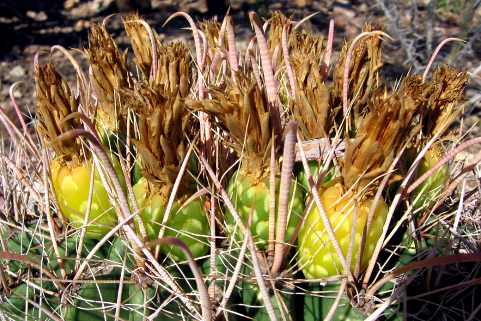 Saguaro National Park. NPS photo.