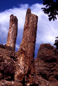 Petrified trees photo