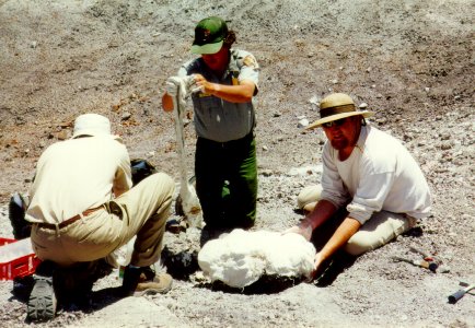Casting a fossil