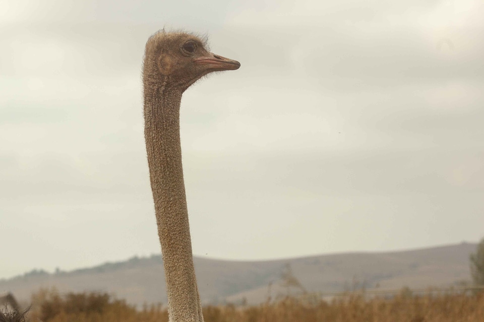 Beak south-africa oudshoorn