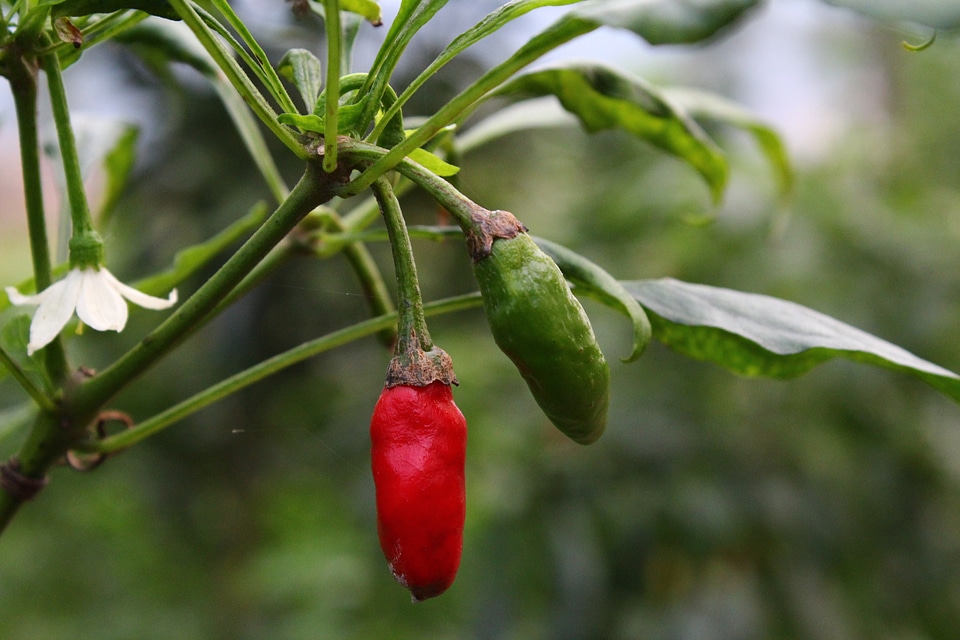 Plant red pepper flower and leaf and fruit