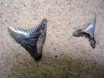 Fossilized shark teeth