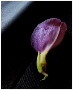 Spurred butterfly pea flower photo