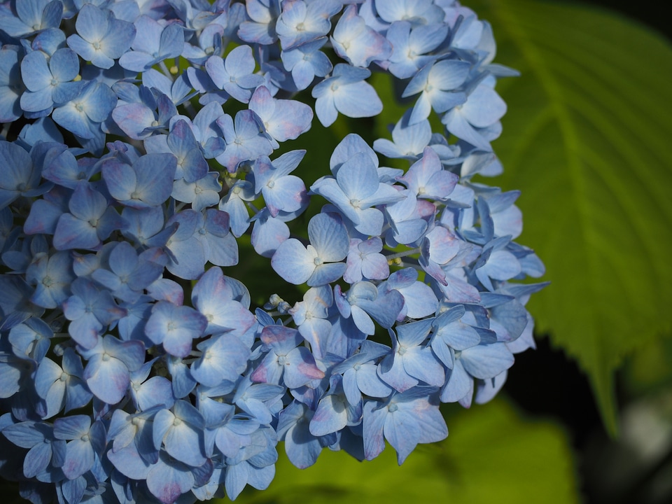 Rainy season plant blue flowers photo