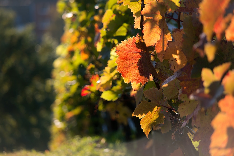 Red vine leaves vines