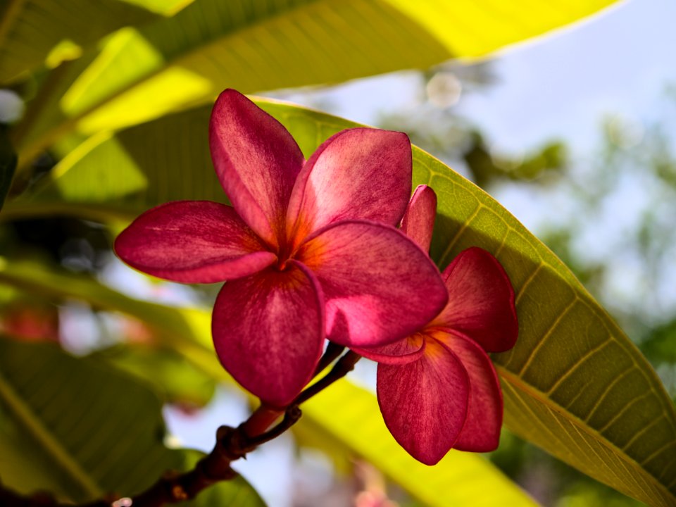 Hoa Sứ