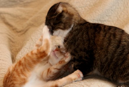 Catfight