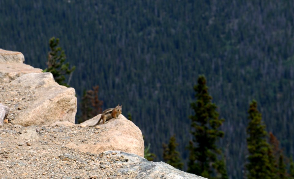 Chipmunk says hello
