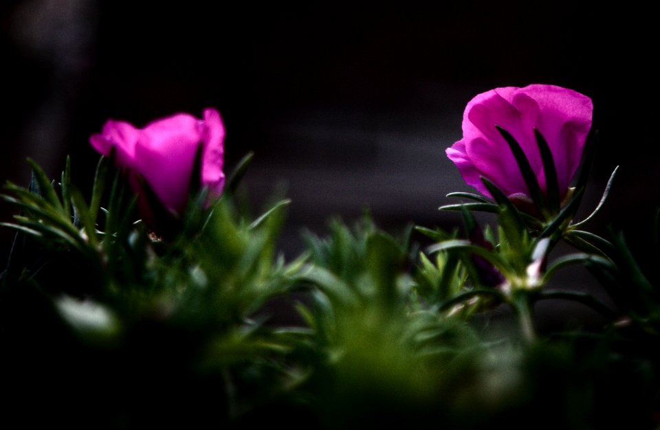 Portulaca Grandiflora