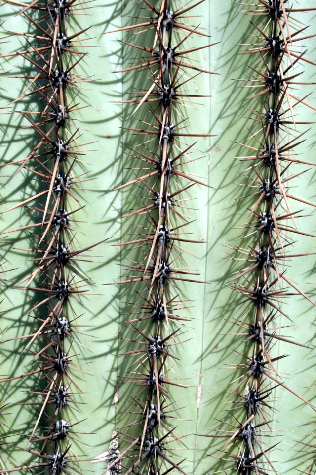 Saguaro cactus. NPS photo.59