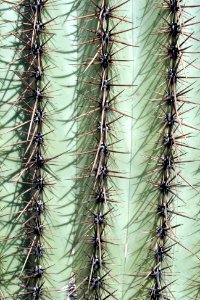 Saguaro cactus. NPS photo.59