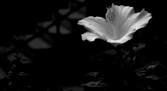 White Hibiscus photo