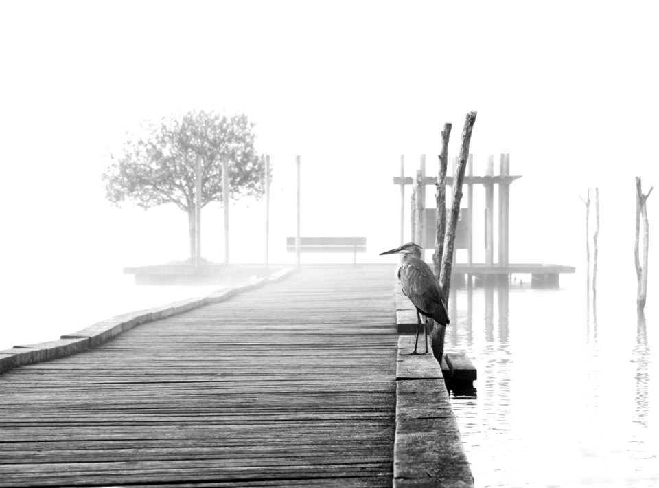 Brume sur le lac d'Azur et  Héron cendré (Ardea cinerea)