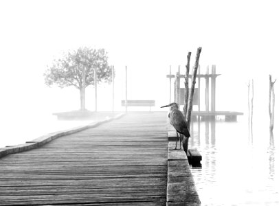 Brume sur le lac d'Azur et  Héron cendré (Ardea cinerea)