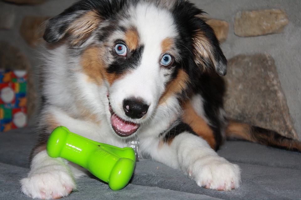 Domestic animal pet australian shepherd photo