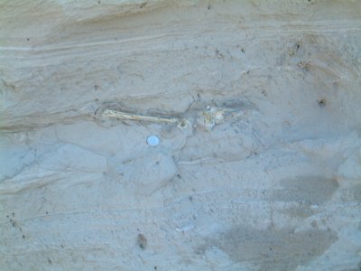 Bone fragment