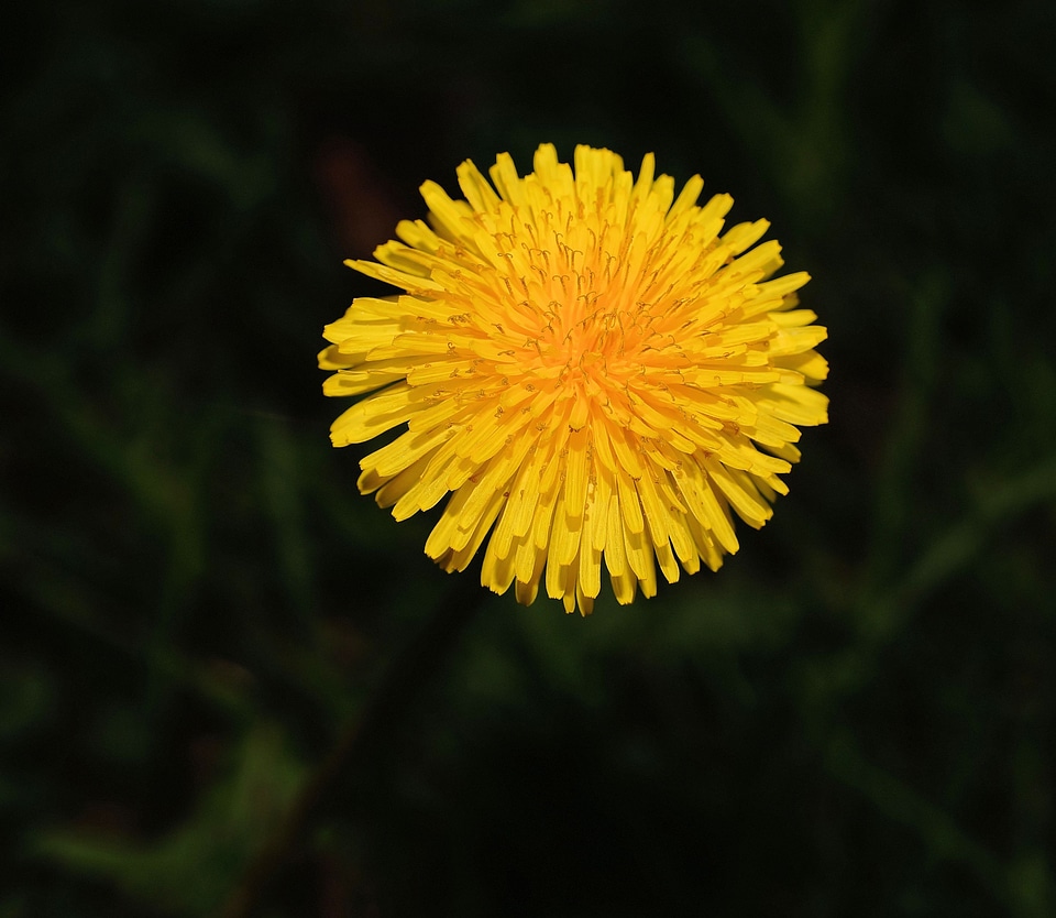 Yellow flower plant photo