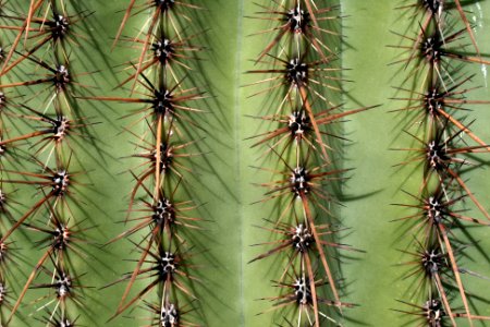 Saguaro cactus. NPS photo.59 photo