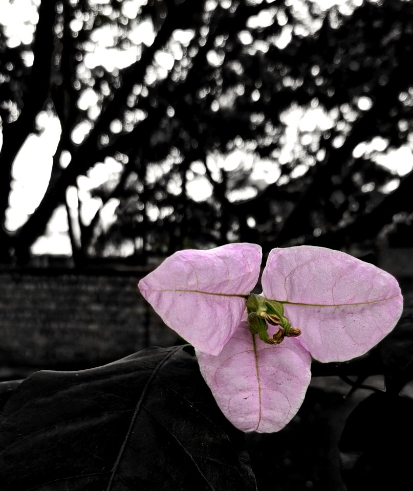 Bougainvillea photo