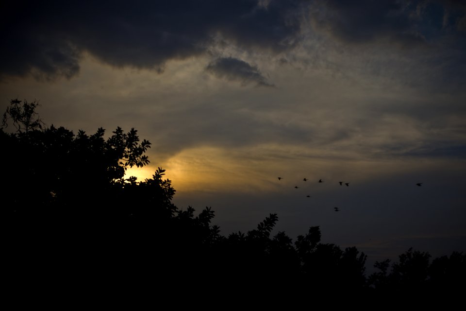 Sunset 9 : Parakeets