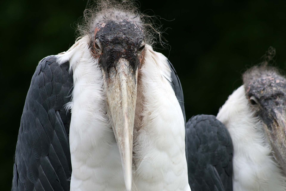 Nature animal birds