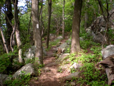 Appalachian National Scenic Trail near Thunder Ridge Overlook Blue Ridge Parkway Milepost 74