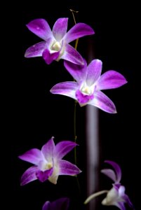 Orchids photo