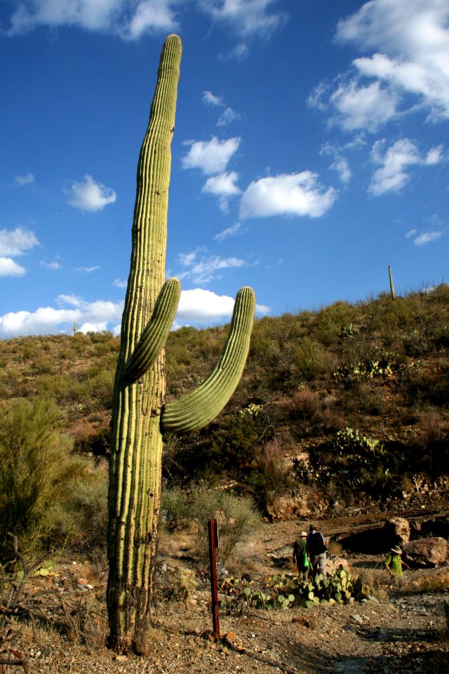 Saguaro National Park. Photo by NPS/Todd M. Edgar.